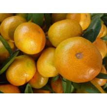 chinese mandarin orange